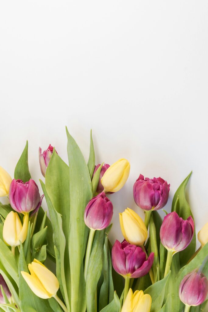 pink and yellow tulips